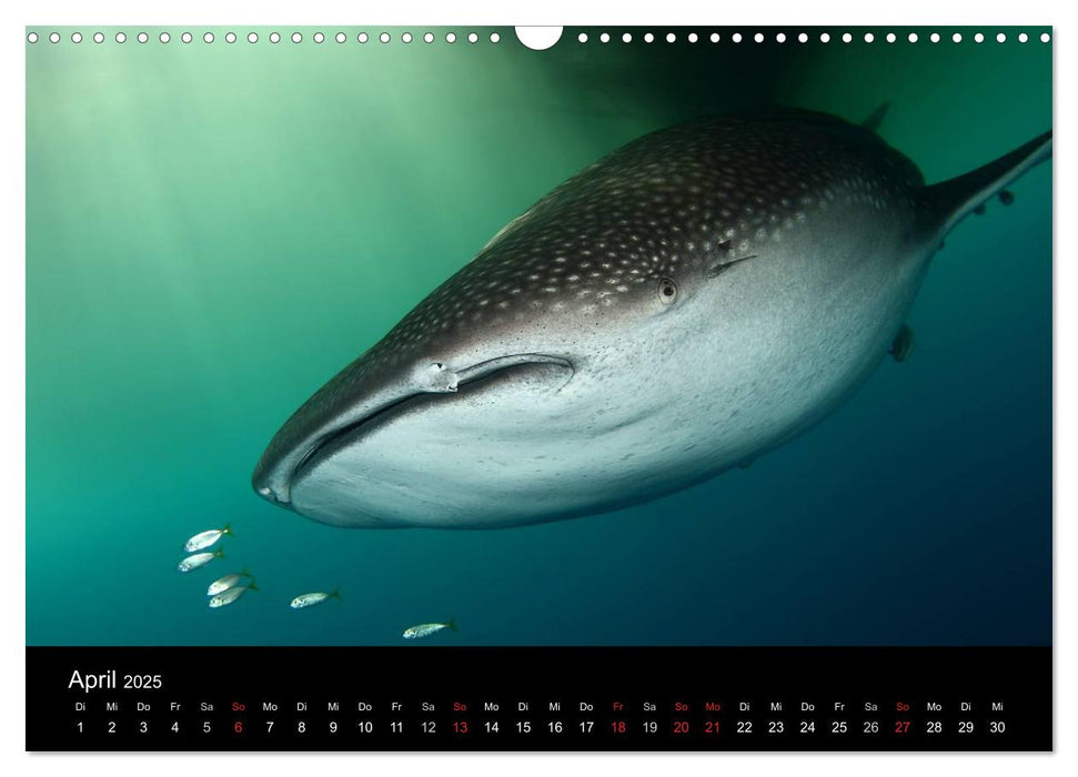 Unterwasser (CALVENDO Wandkalender 2025)