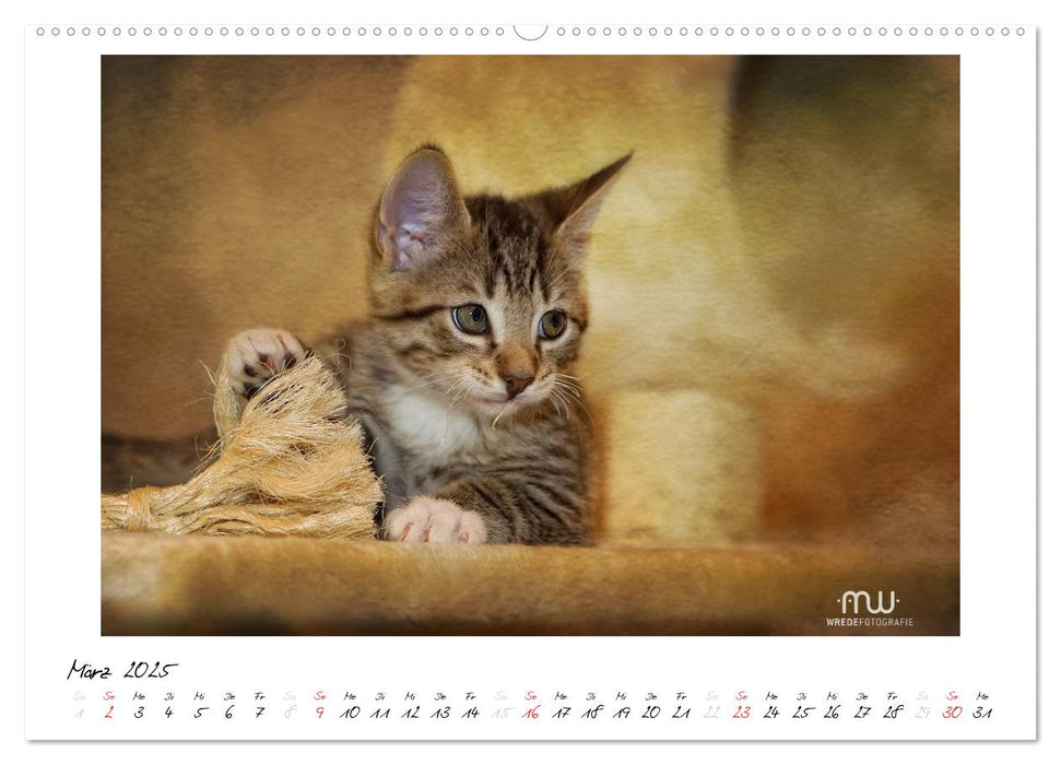 Zauberhafte Kätzchen (CALVENDO Premium Wandkalender 2025)