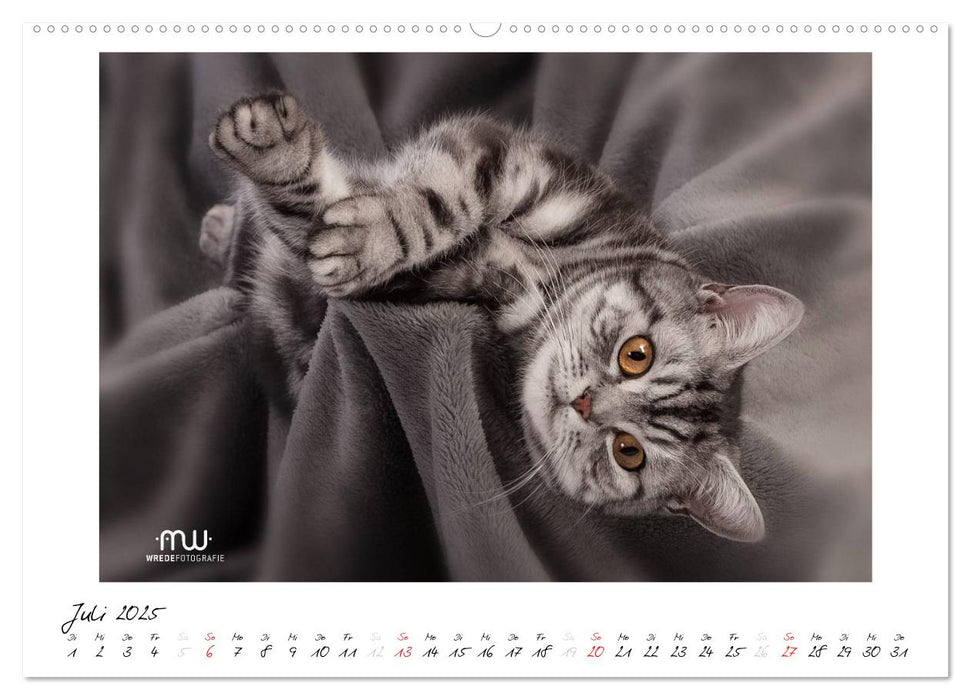 Zauberhafte Kätzchen (CALVENDO Premium Wandkalender 2025)