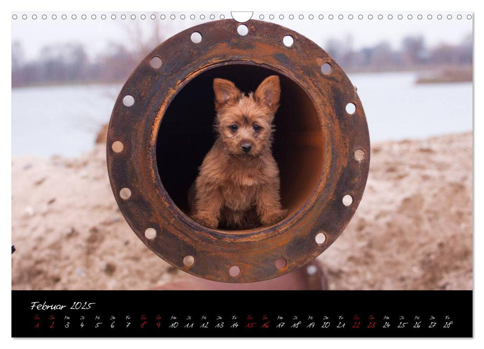 Australian Terrier Welpen (CALVENDO Wandkalender 2025)