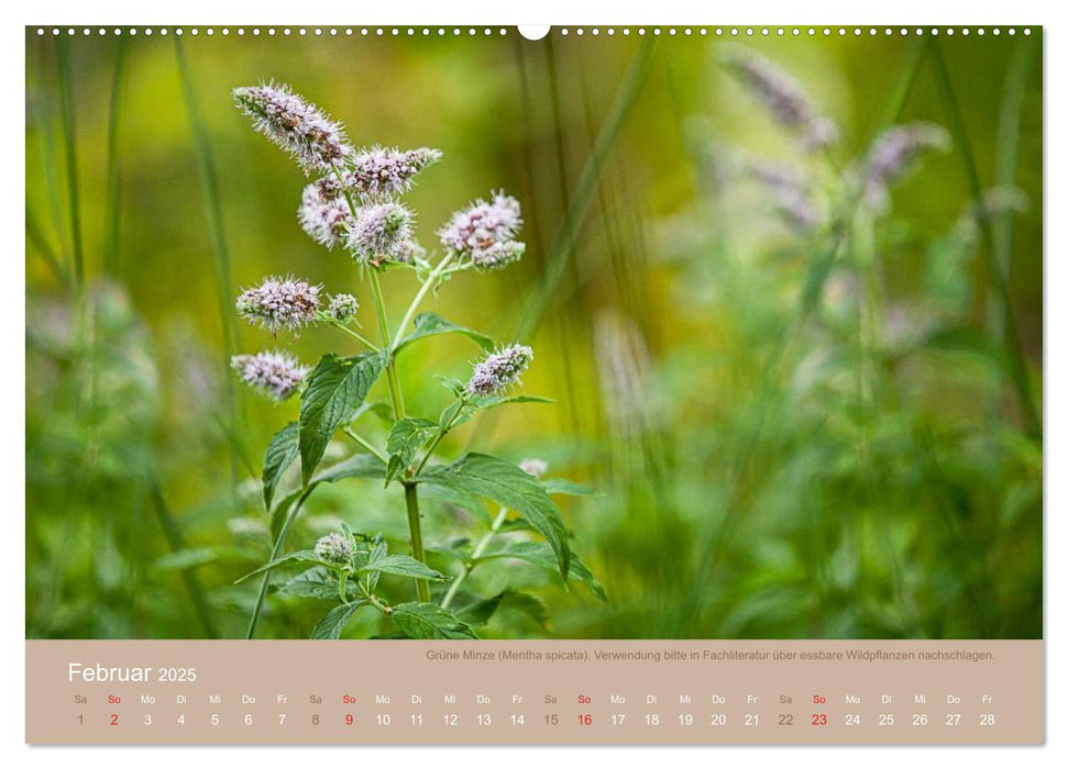 WILD, ESSBAR UND GESUND Essbare Wildpflanzen (CALVENDO Wandkalender 2025)