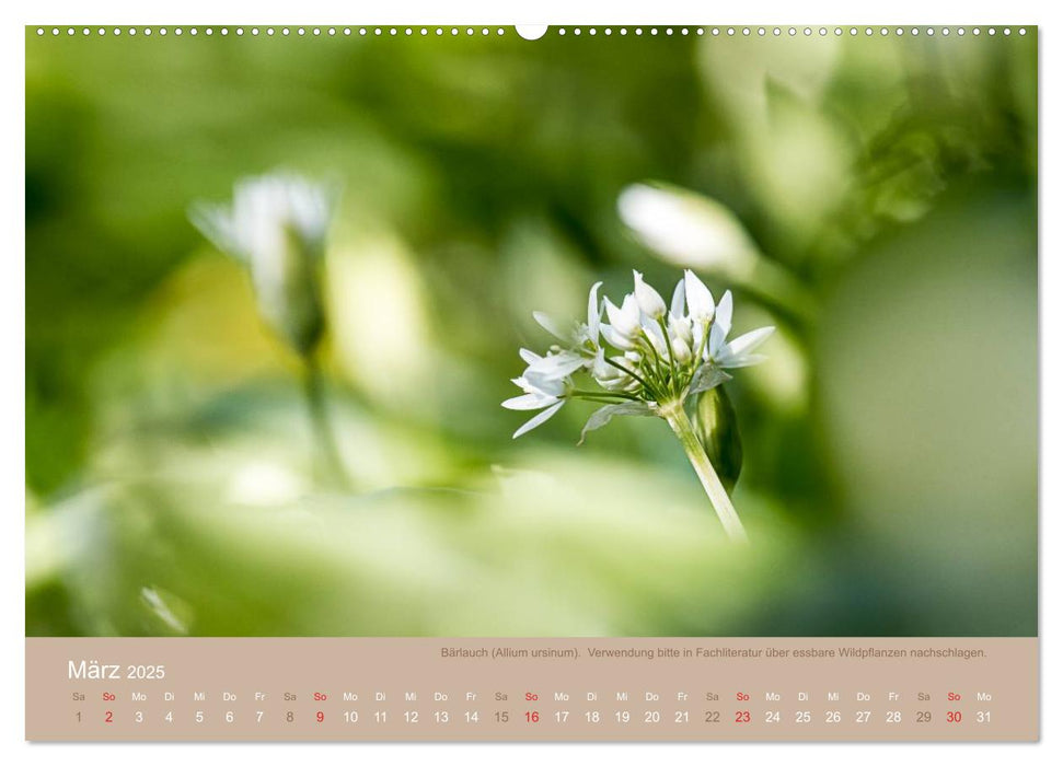 WILD, ESSBAR UND GESUND Essbare Wildpflanzen (CALVENDO Wandkalender 2025)