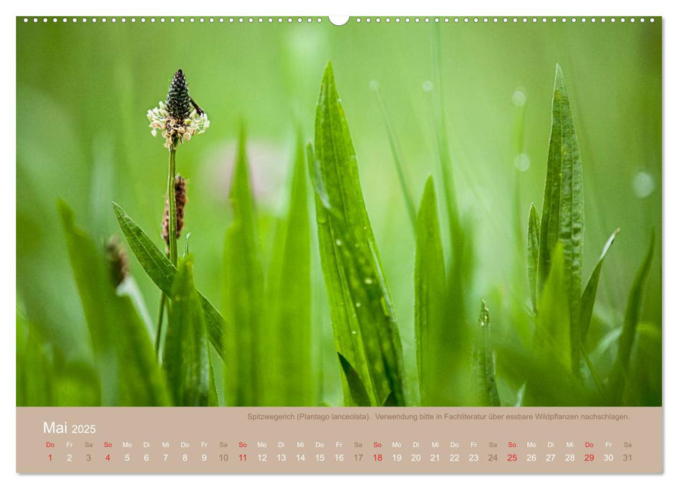 WILD, ESSBAR UND GESUND Essbare Wildpflanzen (CALVENDO Wandkalender 2025)