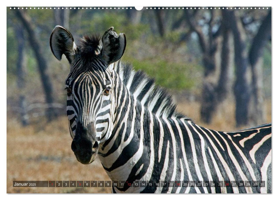 blick kontakt mit tieren im östlichen und südlichen afrika (CALVENDO Wandkalender 2025)
