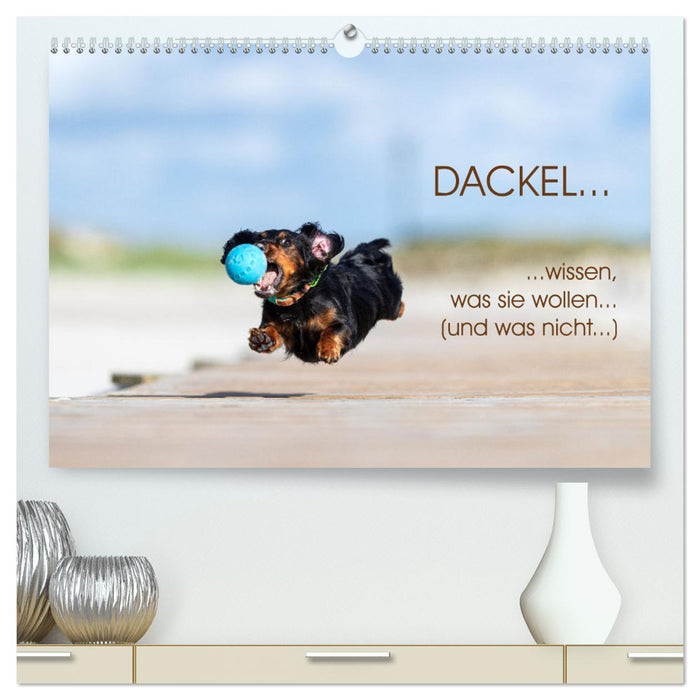 DACKEL... wissen was sie wollen... (und was nicht...) (CALVENDO Premium Wandkalender 2025)