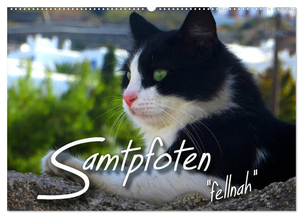 SAMTPFOTEN "fellnah" (CALVENDO Wandkalender 2025)