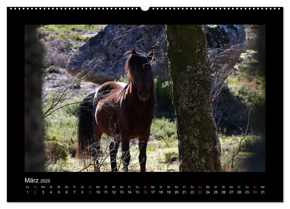 Garranos - Bedrohte Wildpferde Europas (CALVENDO Premium Wandkalender 2025)