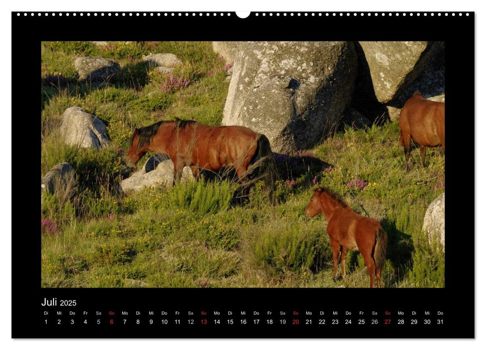 Garranos - Bedrohte Wildpferde Europas (CALVENDO Premium Wandkalender 2025)