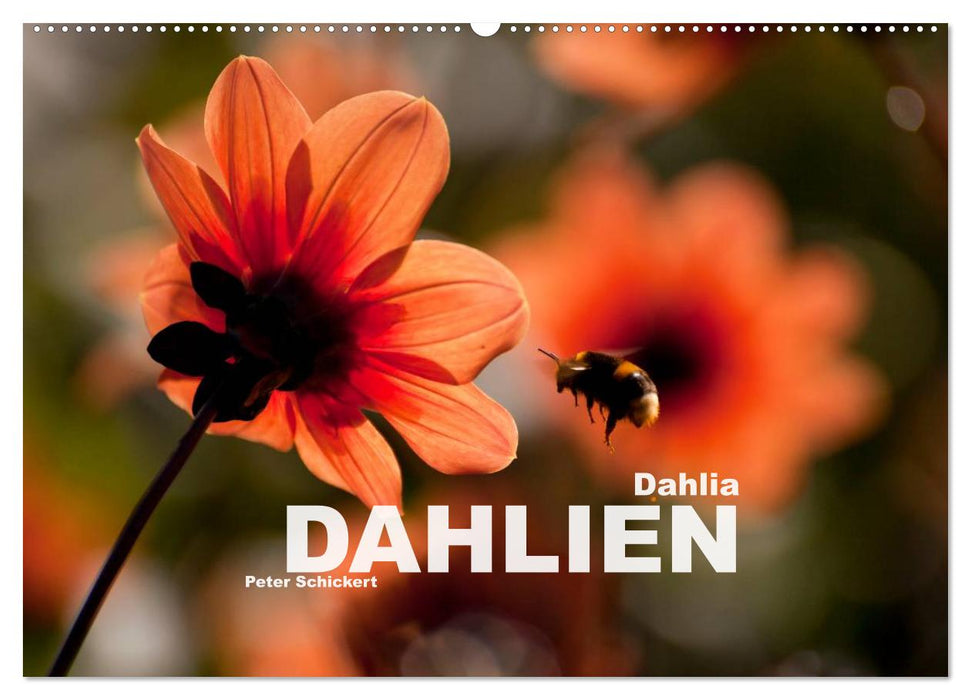 Dahlia - Dahlien (CALVENDO Wandkalender 2025)