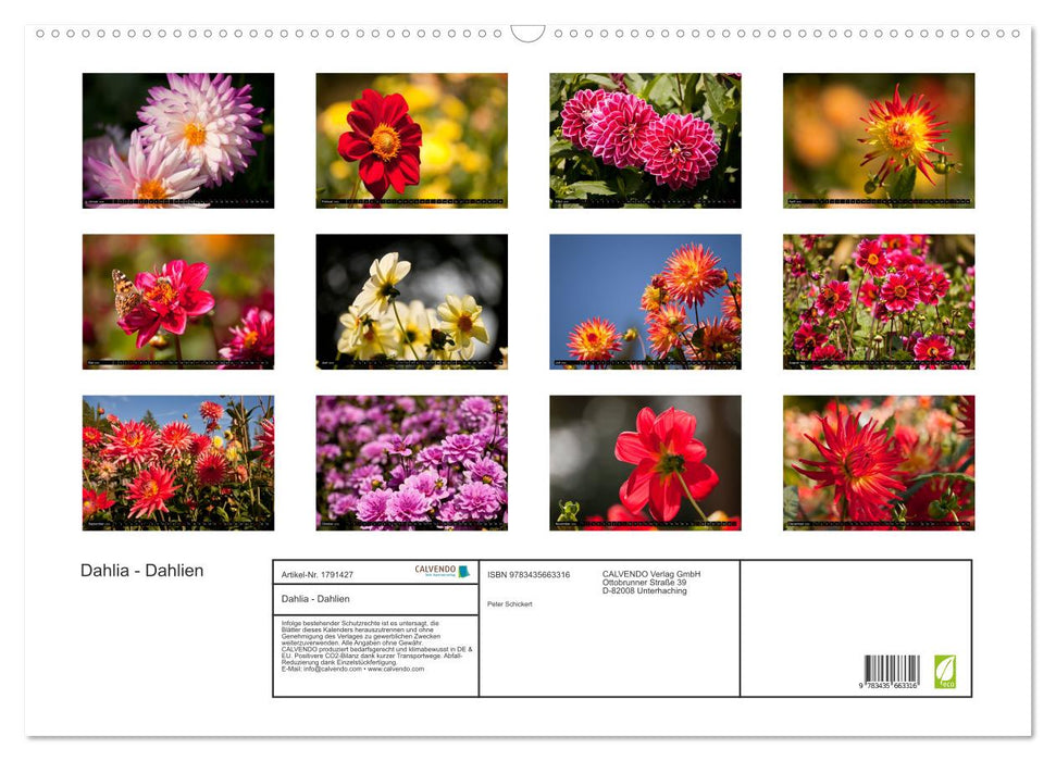 Dahlia - Dahlien (CALVENDO Wandkalender 2025)