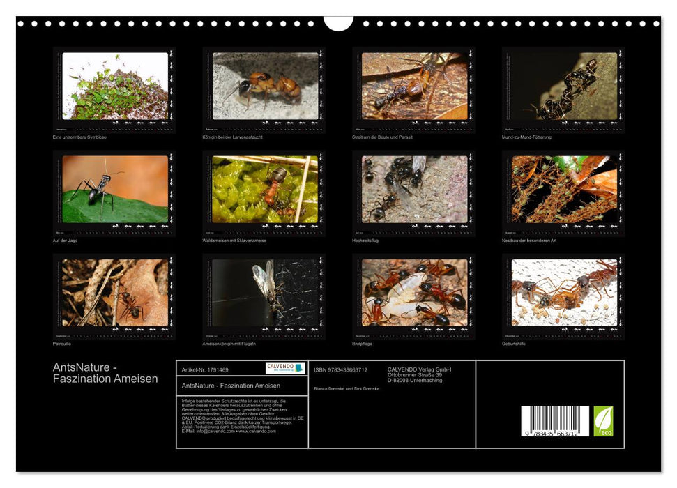 AntsNature - Faszination Ameisen (CALVENDO Wandkalender 2025)