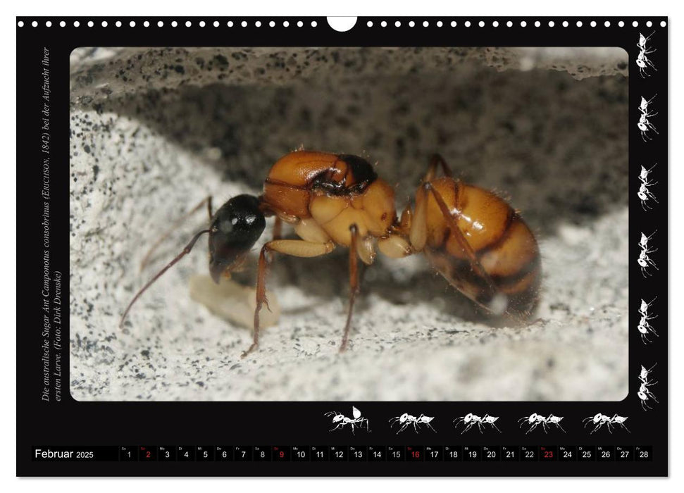 AntsNature - Faszination Ameisen (CALVENDO Wandkalender 2025)
