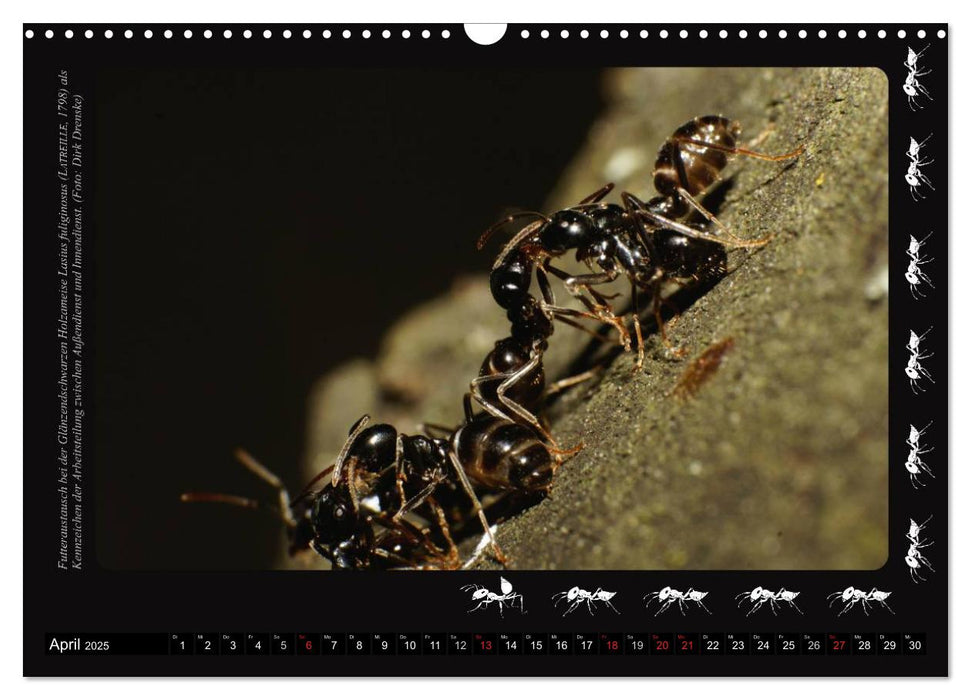 AntsNature - Faszination Ameisen (CALVENDO Wandkalender 2025)