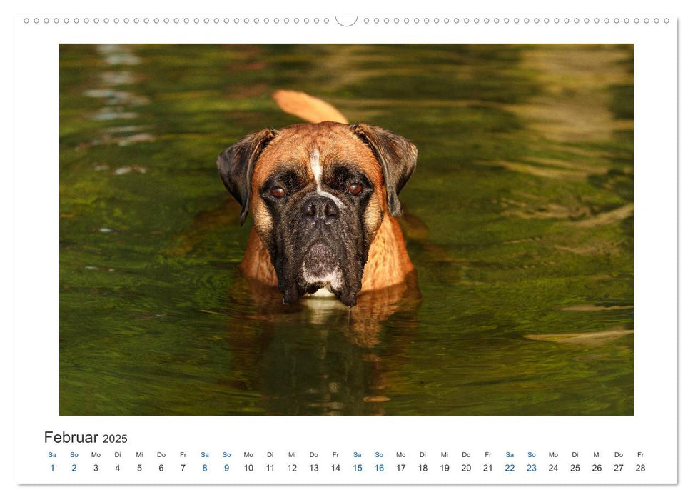 Deutscher Boxer - Boxer im Wasser 2025 (CALVENDO Premium Wandkalender 2025)