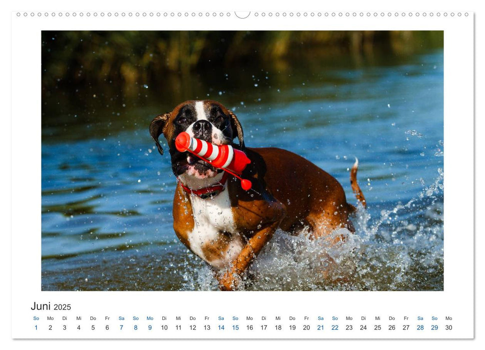 Deutscher Boxer - Boxer im Wasser 2025 (CALVENDO Premium Wandkalender 2025)