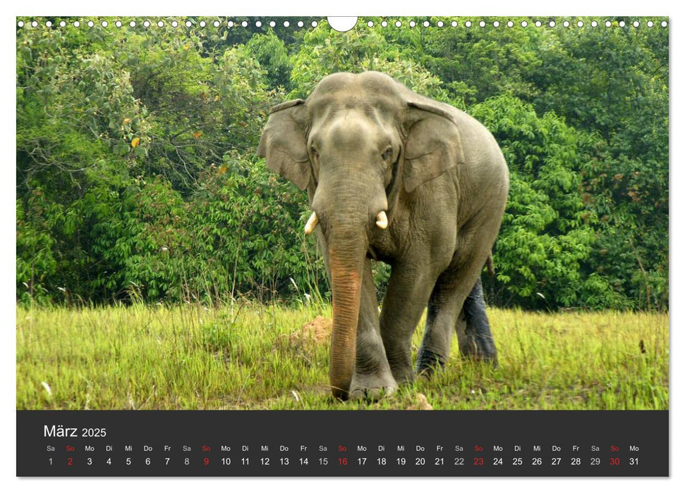 Thailand - exotisch und faszinierend (CALVENDO Wandkalender 2025)