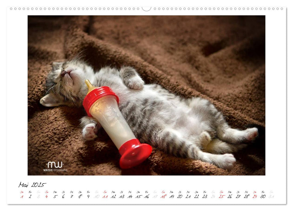 Zauberhafte Kätzchen (CALVENDO Wandkalender 2025)