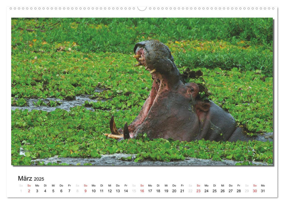 Tiere der Maasai Mara (CALVENDO Premium Wandkalender 2025)