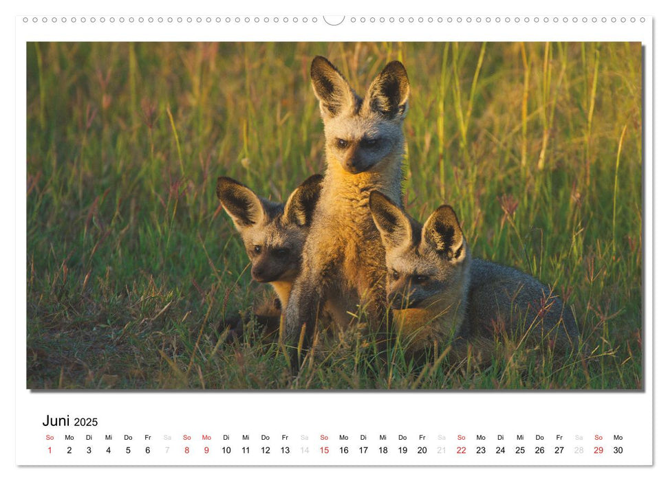 Tiere der Maasai Mara (CALVENDO Premium Wandkalender 2025)