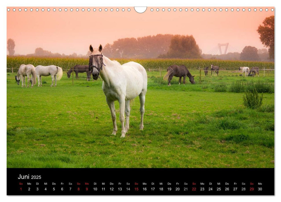 Meerbusch. Meerer Busch (CALVENDO Wandkalender 2025)