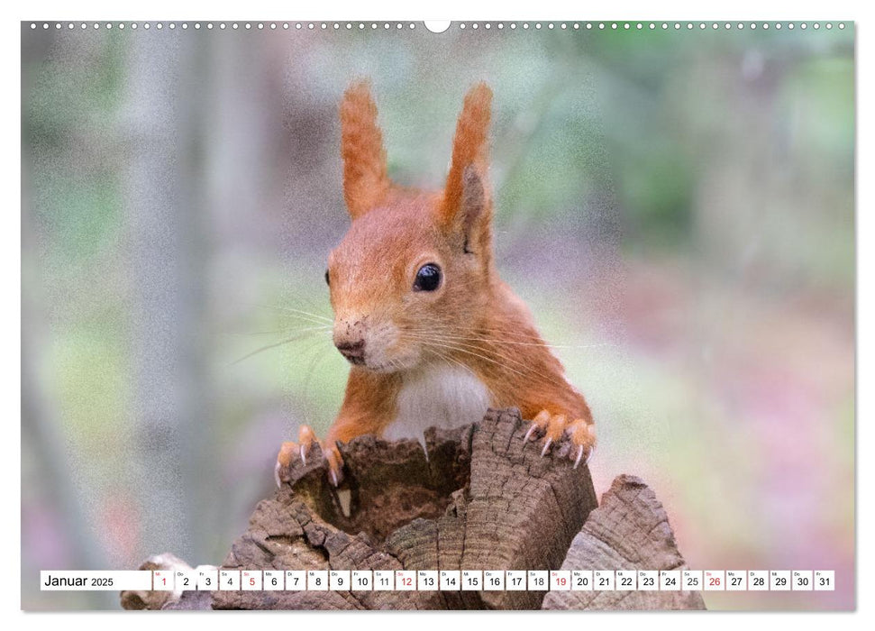 Eichhörnchen im Königlichen Garten (CALVENDO Premium Wandkalender 2025)