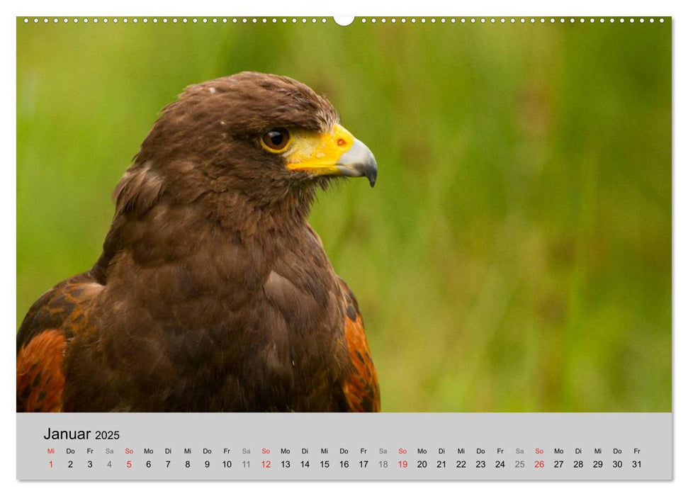 Scharfblick (CALVENDO Premium Wandkalender 2025)