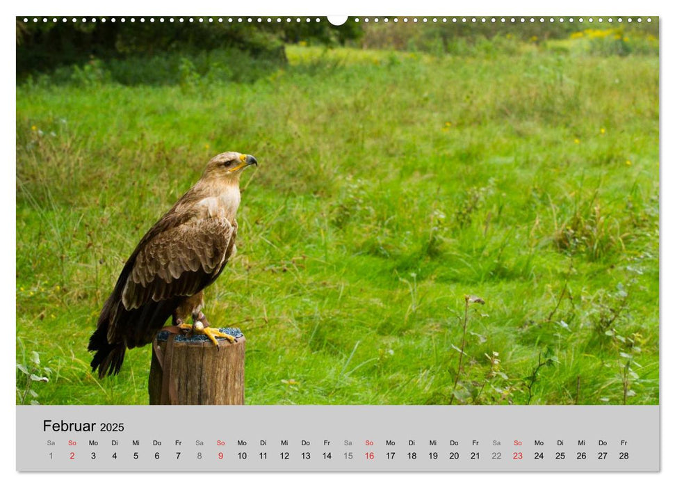 Scharfblick (CALVENDO Premium Wandkalender 2025)