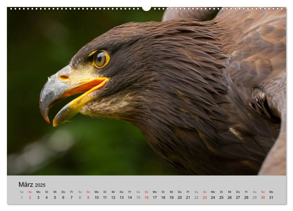 Scharfblick (CALVENDO Premium Wandkalender 2025)