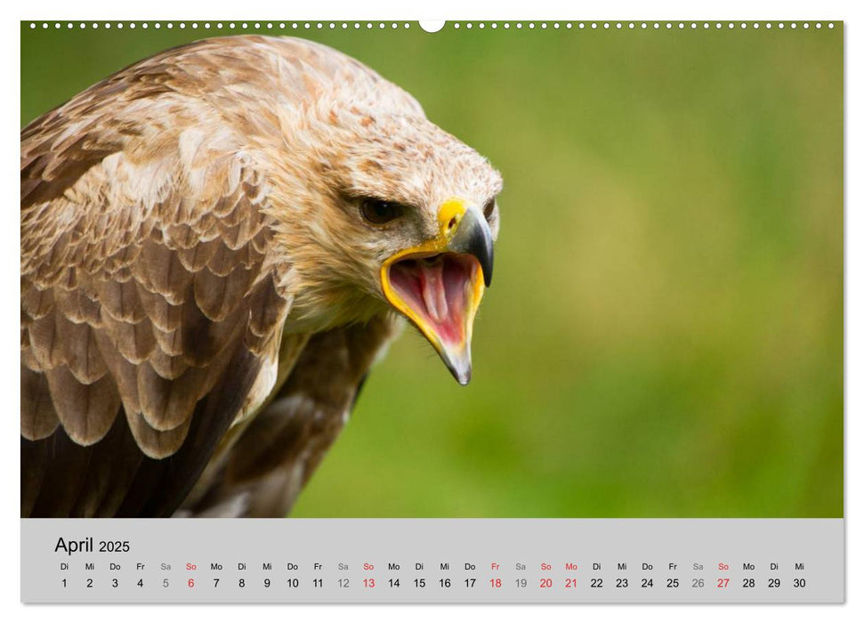 Scharfblick (CALVENDO Premium Wandkalender 2025)