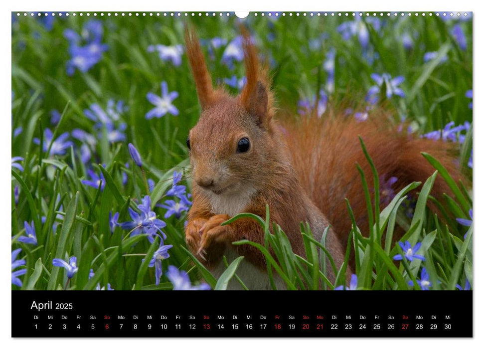 Mit dem Eichhörnchen durchs Jahr (CALVENDO Premium Wandkalender 2025)