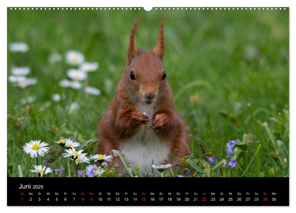 Mit dem Eichhörnchen durchs Jahr (CALVENDO Premium Wandkalender 2025)