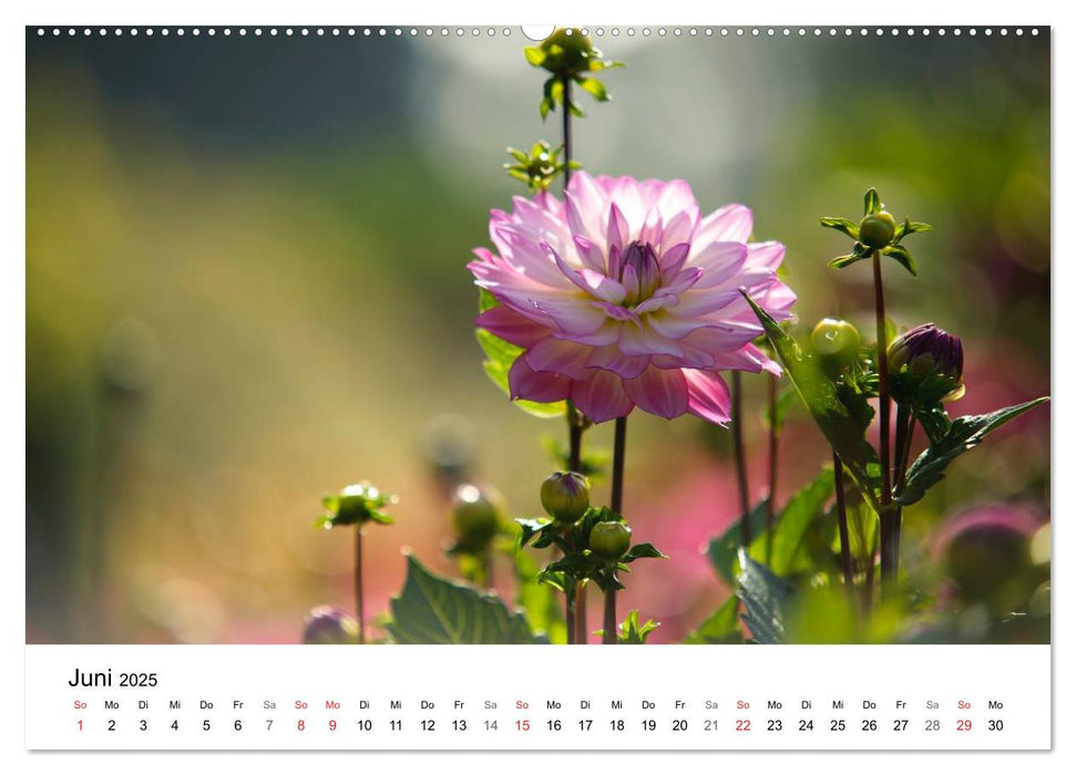 Dahlien in zauberhaftem Licht (CALVENDO Premium Wandkalender 2025)