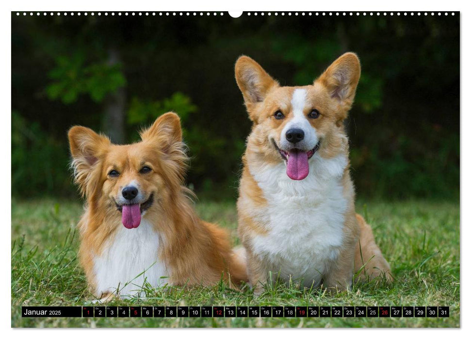 Welsh Corgi - Kobold auf 4 Pfoten (CALVENDO Premium Wandkalender 2025)