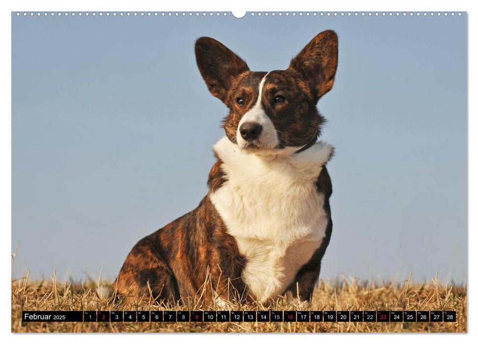 Welsh Corgi - Kobold auf 4 Pfoten (CALVENDO Premium Wandkalender 2025)