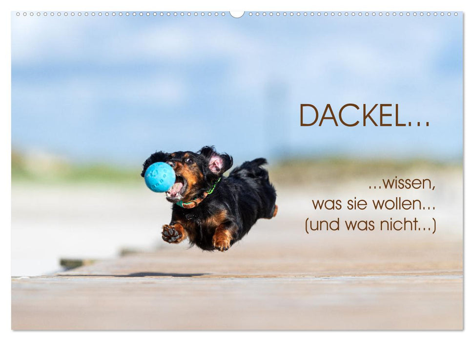 DACKEL... wissen was sie wollen... (und was nicht...) (CALVENDO Wandkalender 2025)