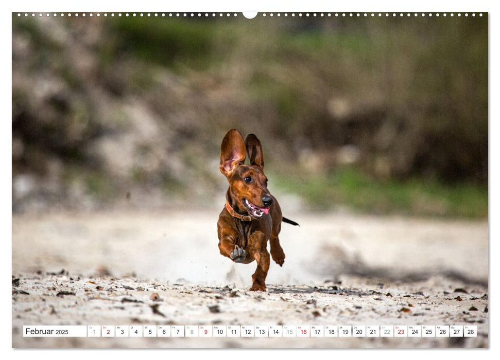 DACKEL... wissen was sie wollen... (und was nicht...) (CALVENDO Wandkalender 2025)