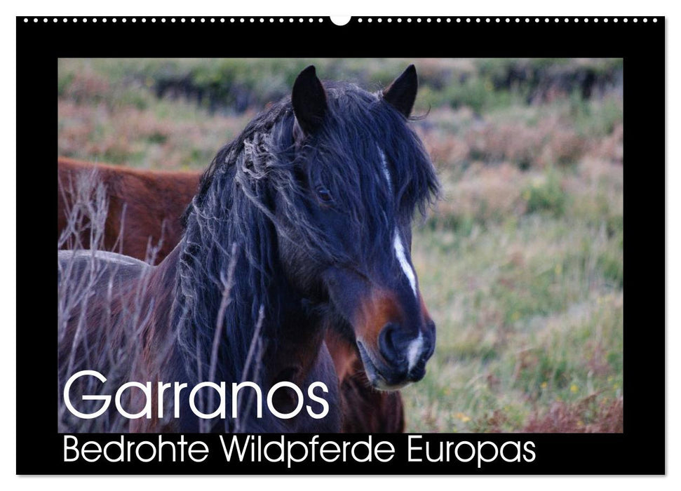 Garranos - Bedrohte Wildpferde Europas (CALVENDO Wandkalender 2025)