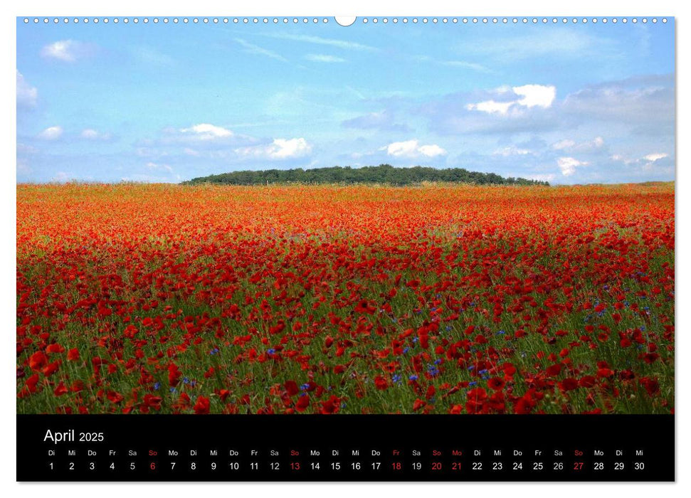 Mohnblumenfelder (CALVENDO Premium Wandkalender 2025)