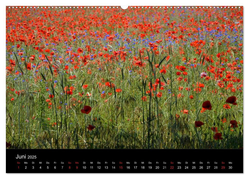 Mohnblumenfelder (CALVENDO Premium Wandkalender 2025)