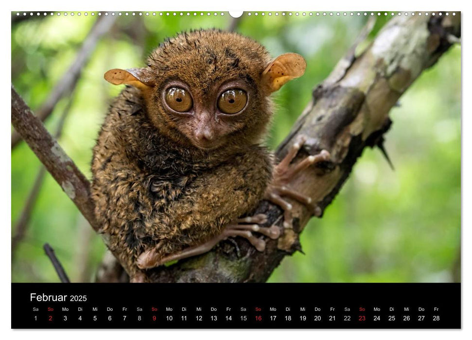 Philippinen - Natur und Fiesta (CALVENDO Wandkalender 2025)