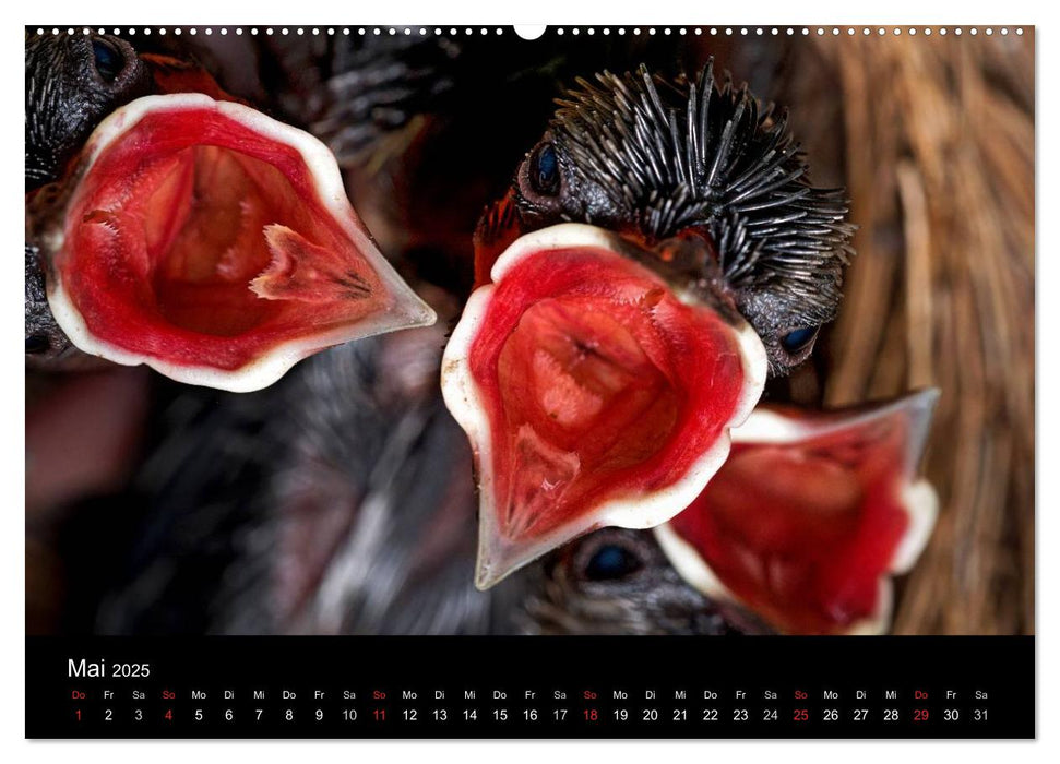 Philippinen - Natur und Fiesta (CALVENDO Wandkalender 2025)