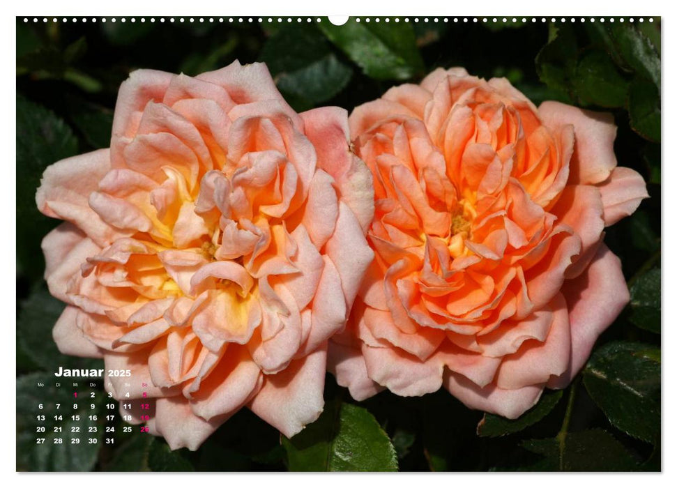 Zauberhafter Rosenreigen (CALVENDO Premium Wandkalender 2025)