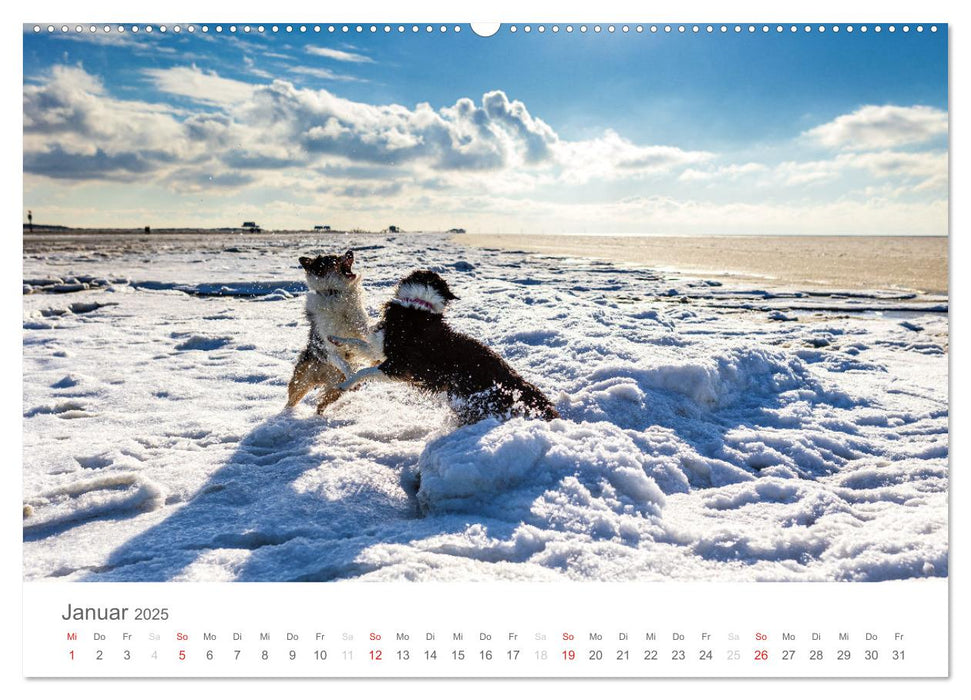 Australian Shepherd 2025 (CALVENDO Premium Wandkalender 2025)