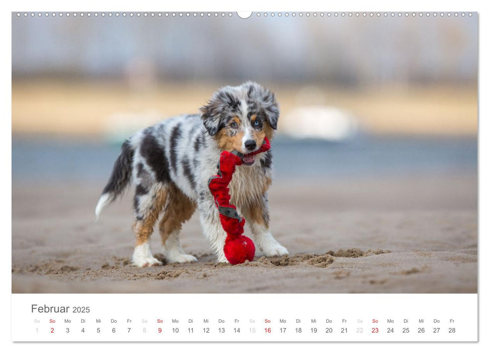 Australian Shepherd 2025 (CALVENDO Premium Wandkalender 2025)