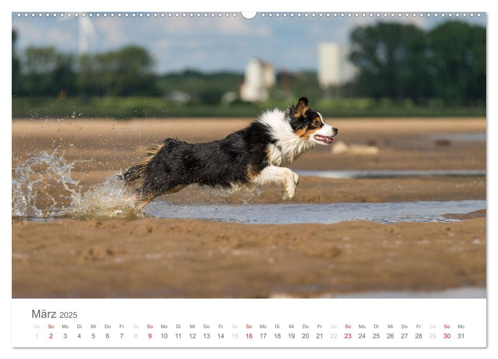 Australian Shepherd 2025 (CALVENDO Premium Wandkalender 2025)