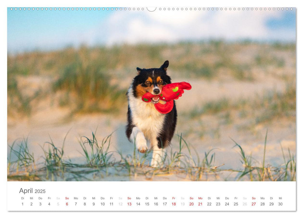 Australian Shepherd 2025 (CALVENDO Premium Wandkalender 2025)