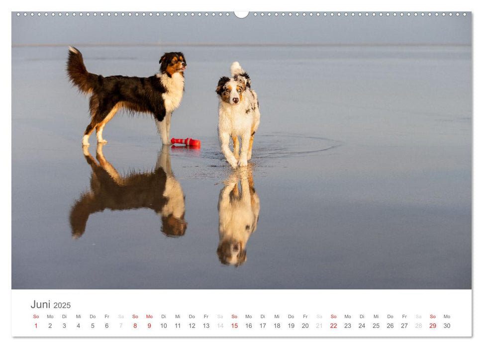 Australian Shepherd 2025 (CALVENDO Premium Wandkalender 2025)