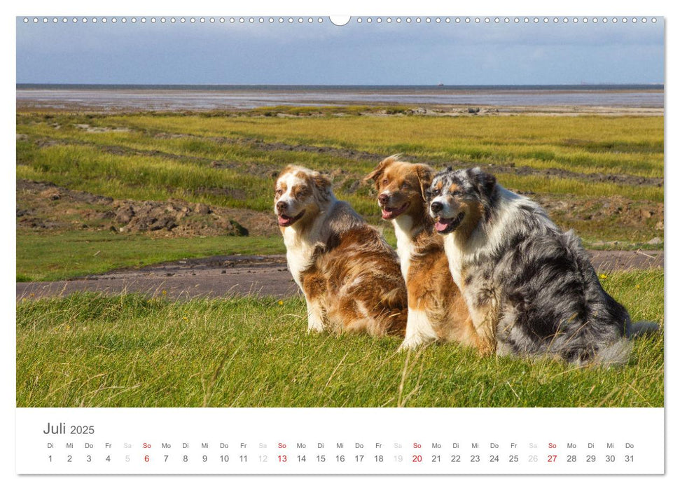 Australian Shepherd 2025 (CALVENDO Premium Wandkalender 2025)