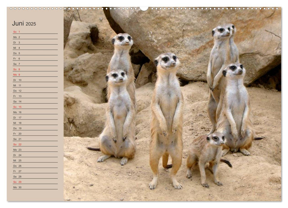 Erdmännchen (CALVENDO Premium Wandkalender 2025)