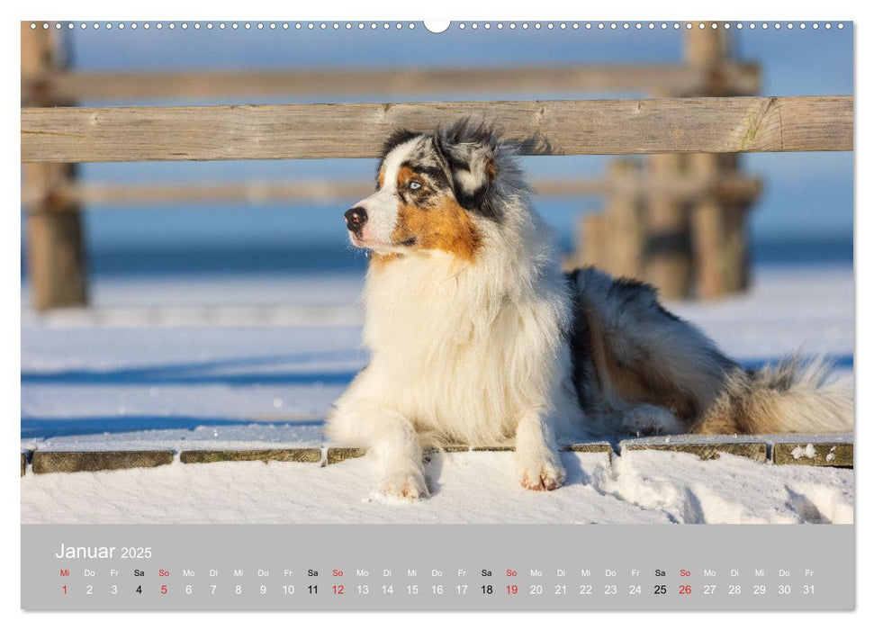 Australian Shepherd 2025 (CALVENDO Premium Wandkalender 2025)